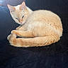 Cuddles is registered to the contest to win money with this photo: cat, cream_colored, orange_markings, fluffy, curled_up, sleepy, pet, animal, feline, indoor, quilted_surface, dark_background, soft_lighting, cozy, resting, whiskers, ears, tail, cute, domestic_cat