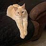 cat, cream_colored_cat, feline, pet, animal, indoor, armchair, brown_furniture, black_quilted_cover, stretching, relaxed, paws, fur, whiskers, carpet, home_interior, resting, comfortable, cute, domestic_animal