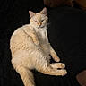 Cuddles is registered to the contest to win money with this photo: cat, feline, cream_colored, fluffy, relaxed, indoor, quilted_surface, couch, pet, sleepy, fur, tail, paw, animal, resting, cozy, domestic, whiskers, mammal, quiet