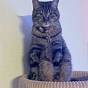 Sebastian is registered to the contest to win money with this photo: animal, bed, cat, collar, cozy, curious, feline, fur, home, indoor, looking, pet, portrait, shadow, sitting, soft_light, striped, tabby, tags, wall