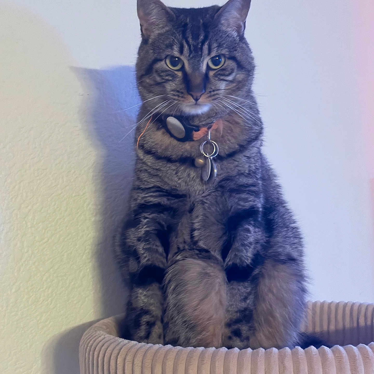 Sebastian is registered to the contest to win money with this photo: animal, bed, cat, collar, cozy, curious, feline, fur, home, indoor, looking, pet, portrait, shadow, sitting, soft_light, striped, tabby, tags, wall