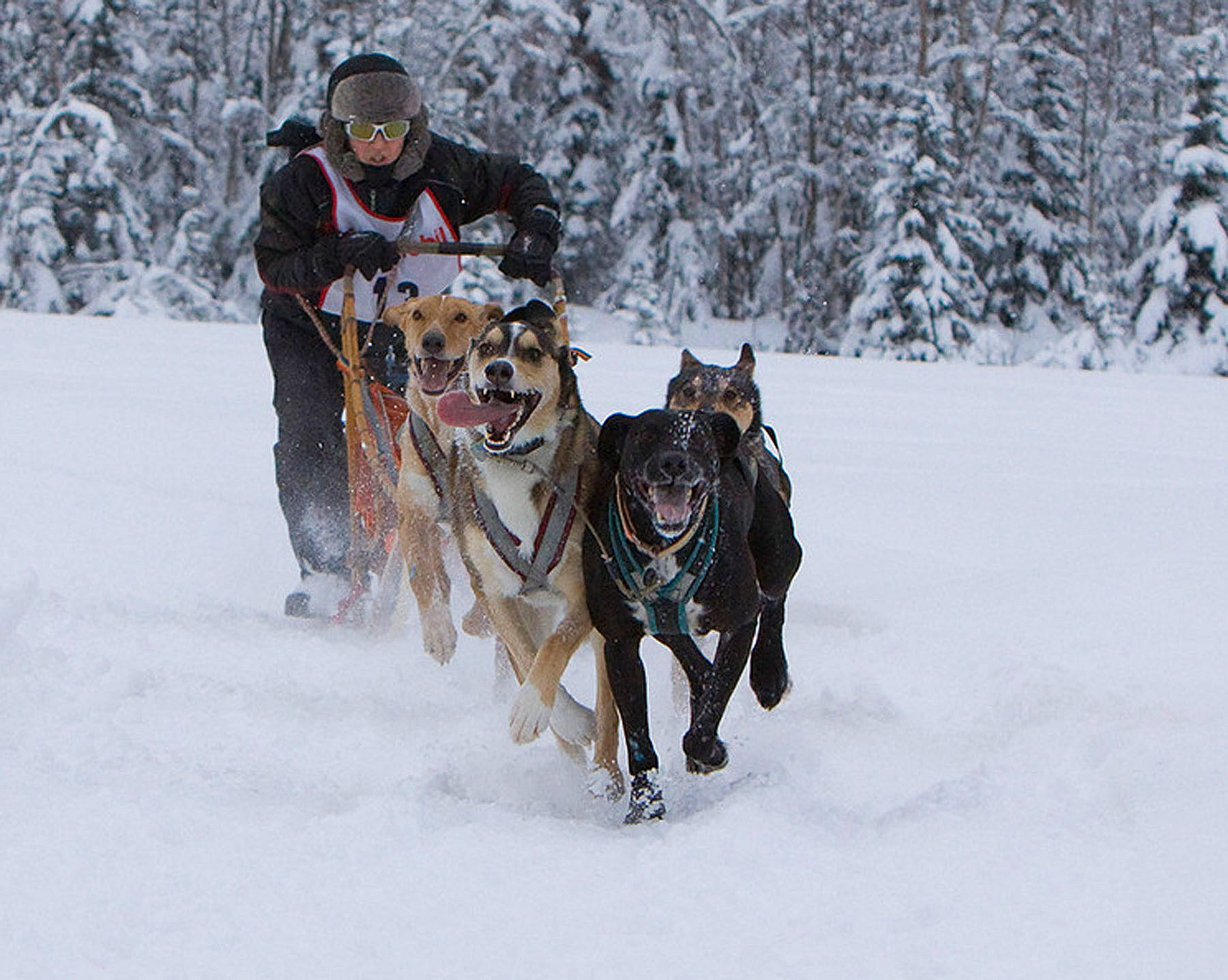 Germo joined the competition — help win amazing prizes! animal_sports, canidae, carnivore, dog, dog_breed, dog_hiking, dog_sled, dog_sports, freezing, leash, outdoor_recreation, recreation, sled, snow, sporting_group, tree, vehicle, winter, winter_sport, working_animal