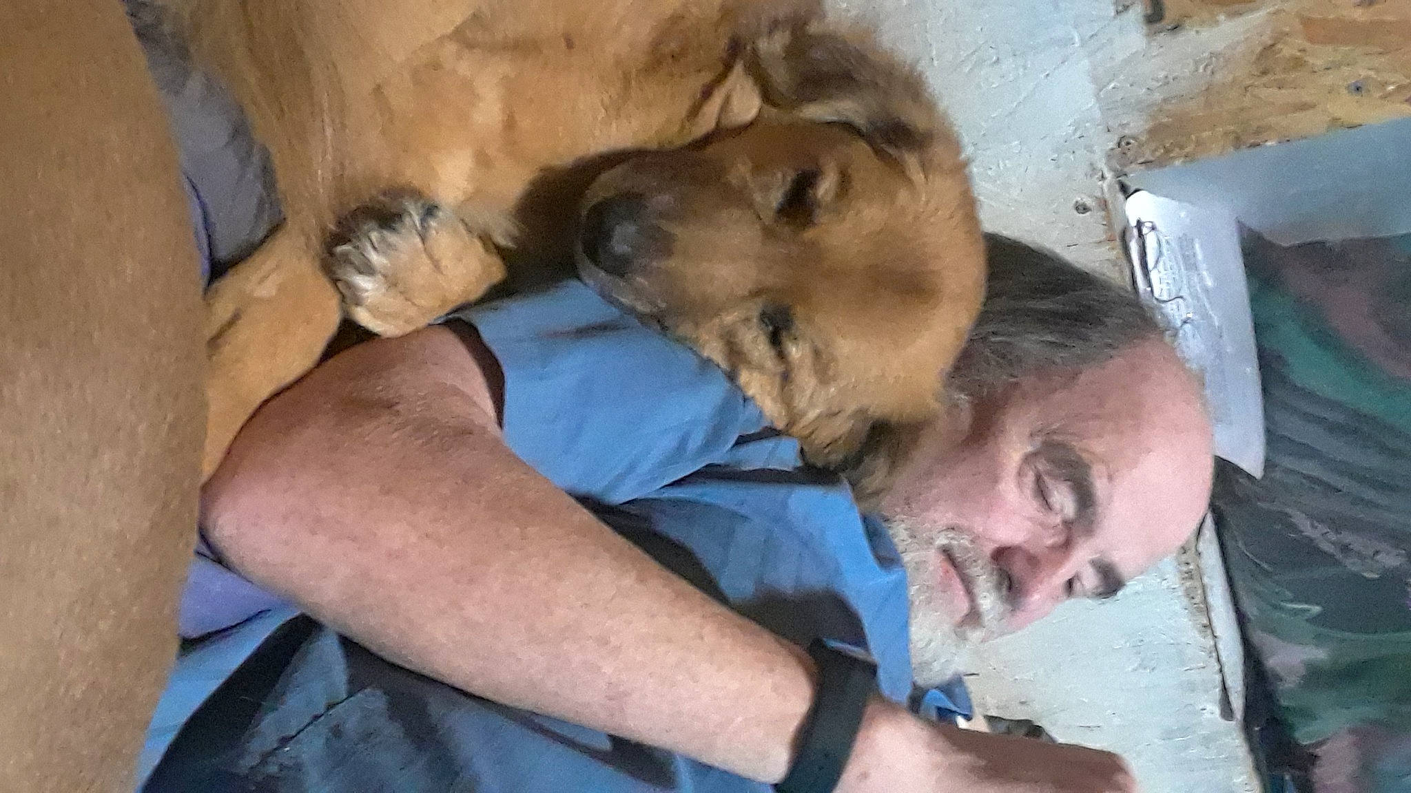 Wow joined the competition — help win amazing prizes! canidae, carnivore, companion_dog, dog, dog_breed, elbow, fawn, fur, sporting_group, street_dog