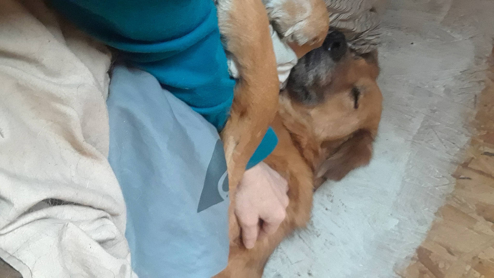 Wow joined the competition — help win amazing prizes! canidae, carnivore, comfort, companion_dog, dog, dog_breed, fawn, flooring, fur, gesture, human_leg, nap, paw, service, snout, sporting_group, street_dog, toy_dog, working_animal, wrinkle