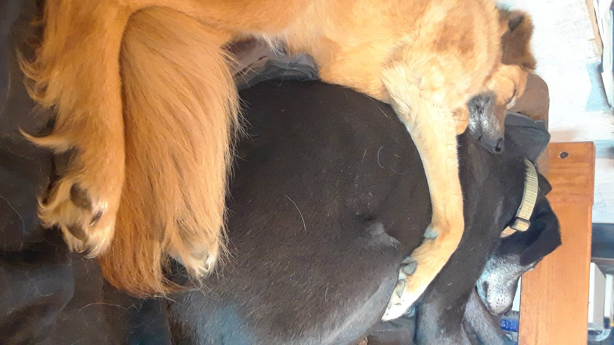 Wow joined the competition — help win amazing prizes! canidae, carnivore, close_up, companion_dog, dog, dog_breed, ear, fawn, jaw, liver, mammal, neck, nose, snout, sporting_group, terrestrial_animal, vertebrate, whiskers, wildlife, working_animal