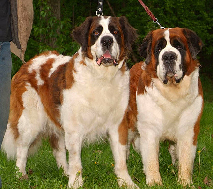 Cuey is registered to the contest to win money with this photo: bored, canidae, carnivore, companion_dog, dog, dog_breed, door, event, fur, giant_dog_breed, grass, liver, moscow_watchdog, plant, sporting_group, st_bernard, tail, terrestrial_animal, tree, working_dog