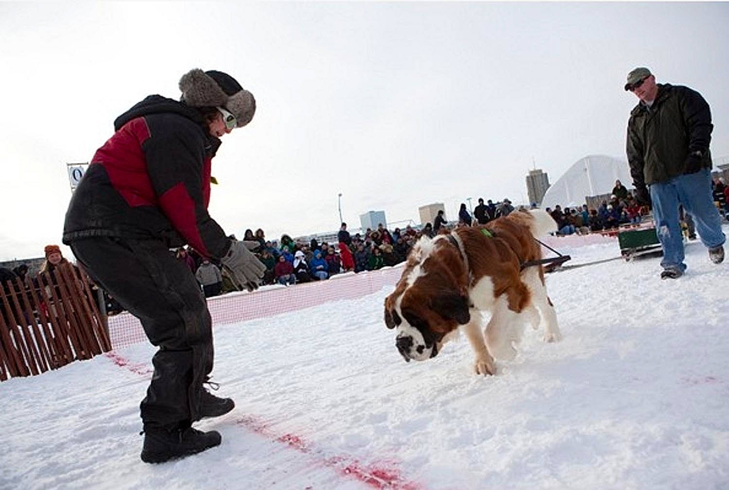 Eamon is registered to the contest to win money with this photo: carnivore, clothing, dog, dog_breed, freezing, fun, jacket, leash, leisure, pet_supply, recreation, sky, sled, snow, sporting_group, sports, trousers, winter, winter_sport, working_animal