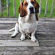 Jolene is registered to the contest to win money with this photo: basset_hound, dog, pet, outdoor, wooden_deck, greenery, ears, sitting, portrait, animal, canine, furry, brown_and_white, paw, snout, grass, fence, nature, daylight, companion