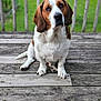 basset_hound, dog, pet, outdoor, wooden_deck, greenery, ears, sitting, portrait, animal, canine, furry, brown_and_white, paw, snout, grass, fence, nature, daylight, companion
