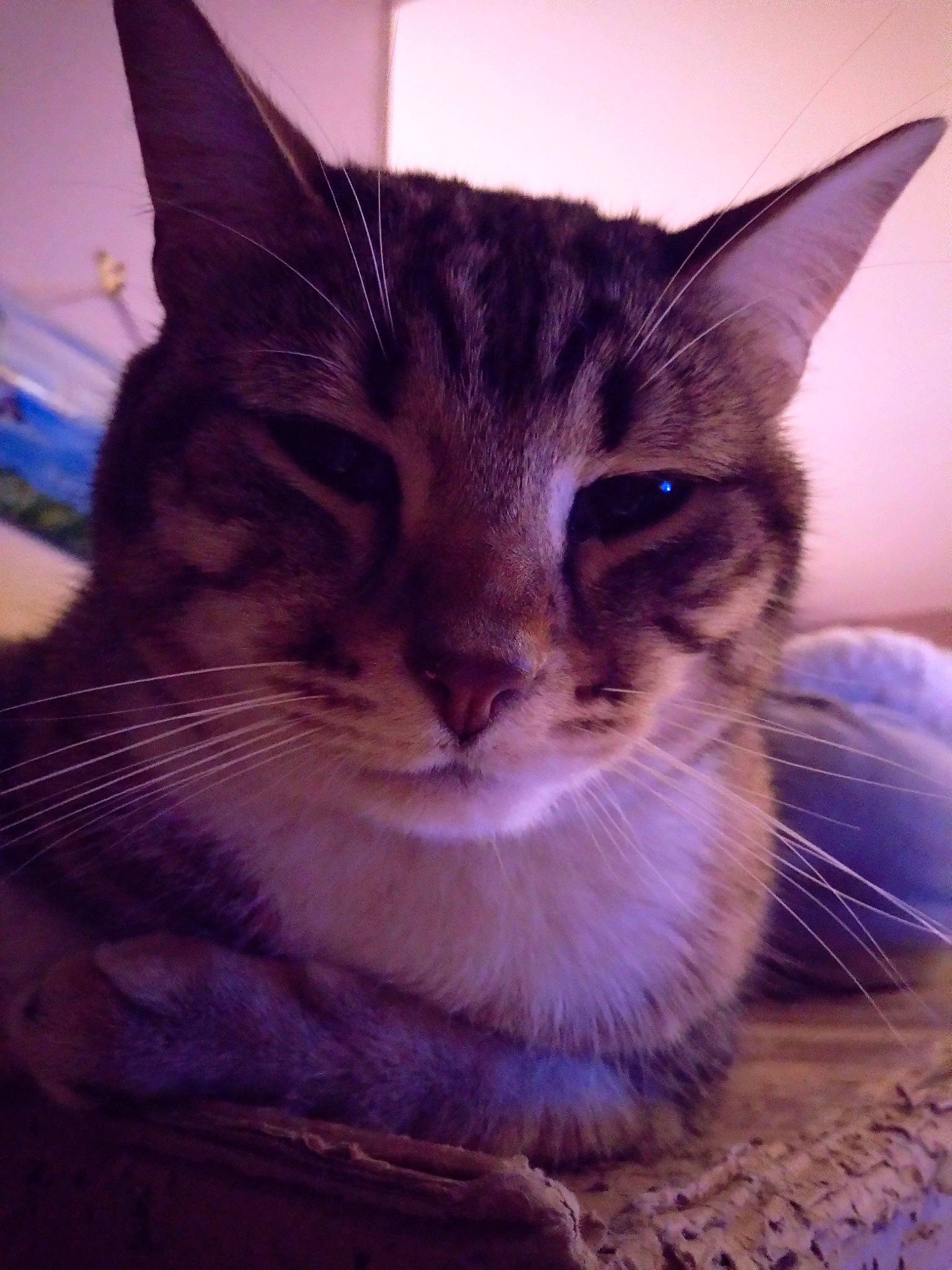 O'Malley participe au concours pour gagner de l'argent avec cette photo : carnivore, cat, cat_supply, comfort, domestic_short_haired_cat, electric_blue, felidae, fur, pet_supply, sky, small_to_medium_sized_cats, snout, terrestrial_animal, whiskers, window