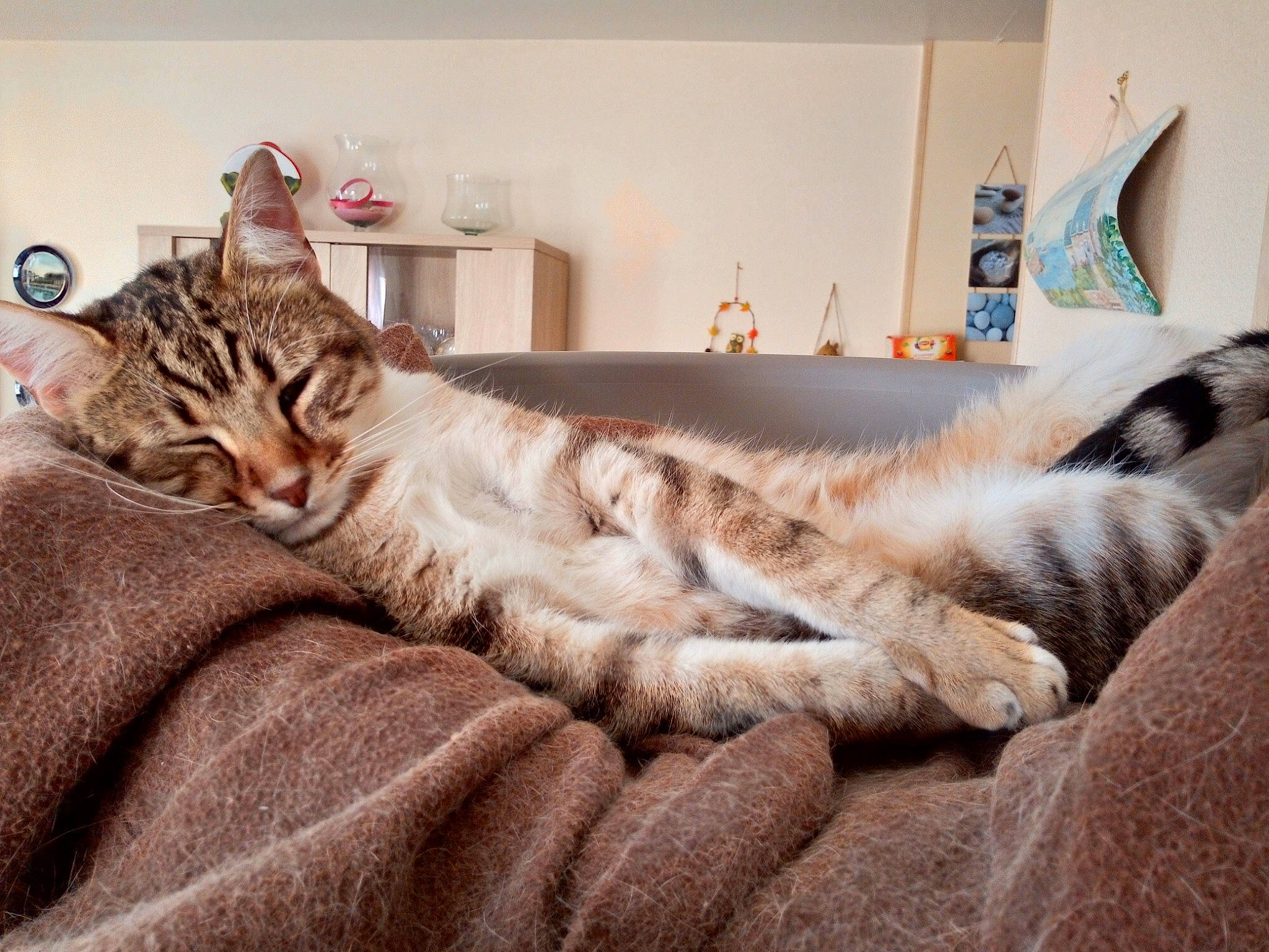 O'Malley a rejoint le concours — aidez-le/la à gagner de superbes lots ! bed, bedding, carnivore, cat, comfort, couch, domestic_short_haired_cat, fawn, felidae, flooring, fur, grey, linens, living_room, room, small_to_medium_sized_cats, tail, textile, whiskers, wood