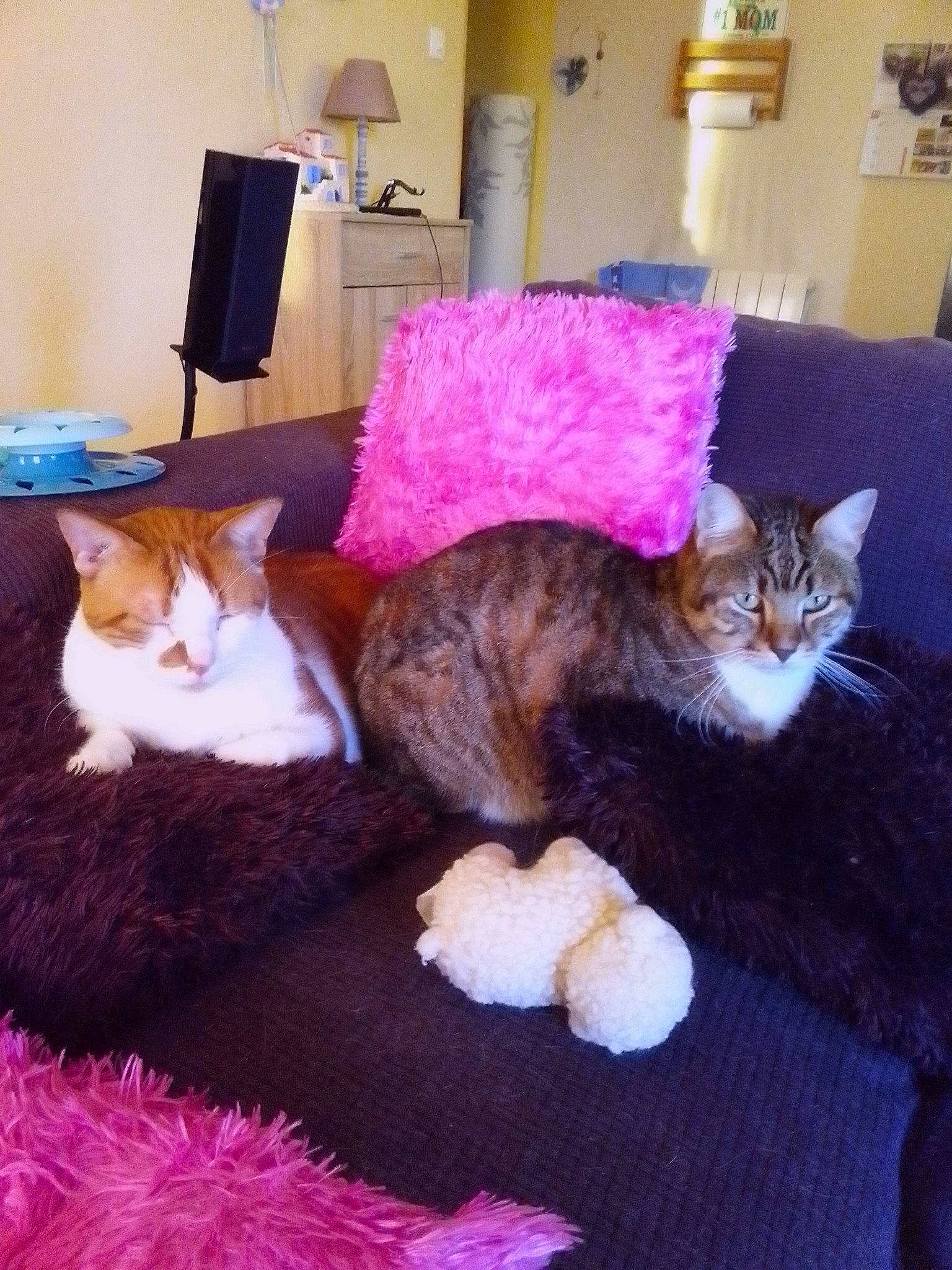 O'Malley participe au concours pour gagner de l'argent avec cette photo : bed, carnivore, cat, comfort, companion_dog, couch, fawn, felidae, floor, flooring, fur, hardwood, interior_design, lamp, picture_frame, purple, small_to_medium_sized_cats, tail, whiskers, wood