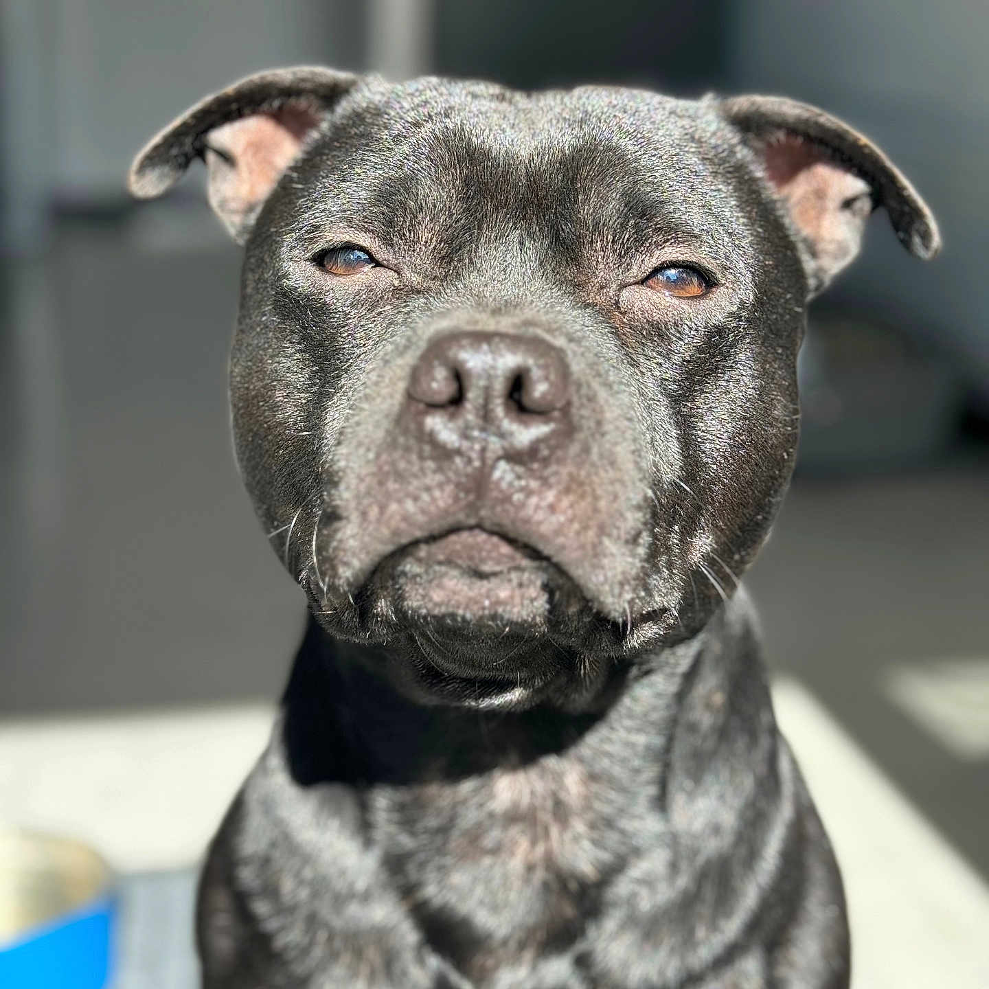 Tyson participe au concours pour gagner de l'argent avec cette photo : animal, boxer, bulldog, canine, dog, frenchbulldog, labradorretriever, pet, pitbull, pug, puppy, snout