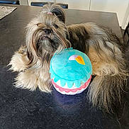 Anya a rejoint le concours — aidez-le/la à gagner de superbes lots ! animal, black_fur, brown_fur, colorful, cupcake_toy, cute, dog, indoors, kitchen, long_hair, lying_down, pet, portrait, shaggy_fur, shih_tzu, sitting, small_dog, table, toy, white_fur