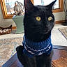 Harry is registered to the contest to win money with this photo: animal, basket, black_cat, carpet, cat, cozy, curtains, decor, floor_lamp, furniture, indoor, ottoman, penguin_figurine, pet, portrait, shells, sweater, table, window, wood_trim
