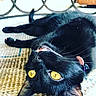 Harry is registered to the contest to win money with this photo: animal, black_cat, cat, close_up, collar, cute, domestic_cat, floor, fur, indoor, lying_down, pet, playful, portrait, relaxed, teeth, texture, upside_down, whiskers, yellow_eyes