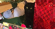 Harry is registered to the contest to win money with this photo: black_cat, cat, celebration, christmas_lights, christmas_tree, curious_cat, decorations, festive, floor, gift_bags, gift_wrapping, green_gift_bag, holiday, holiday_season, indoor, presents, red_gift_bag, santa_claus_image, teddy_bear_image, tree_skirt
