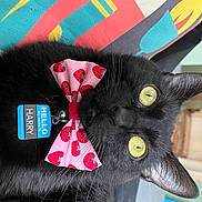 Harry joined the competition — help win amazing prizes! art, bow_tie, cap, carmine, carnivore, cat, costume_accessory, costume_hat, craft, creative_arts, fashion_accessory, felidae, fur, pattern, plush, small_to_medium_sized_cats, stuffed_toy, textile, toy, whiskers