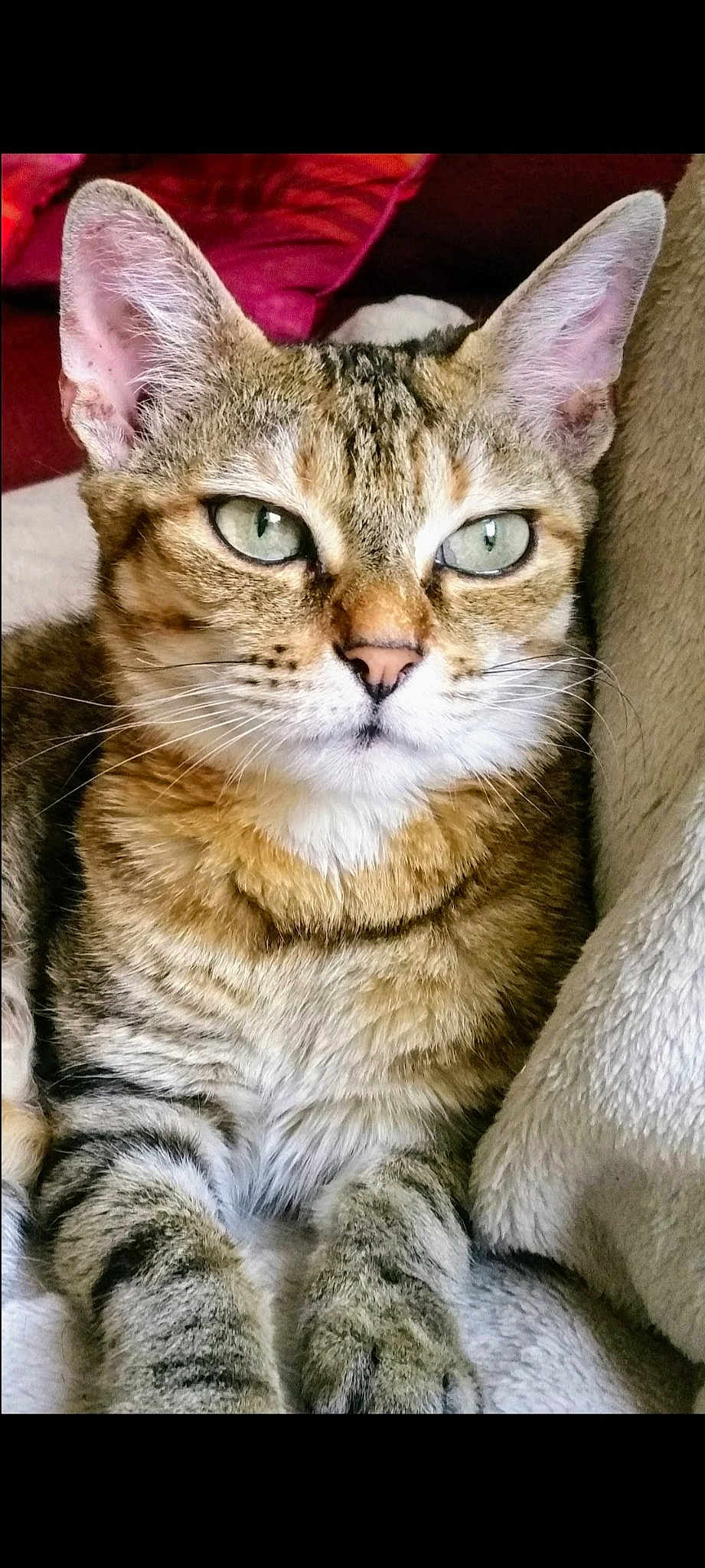Calinette