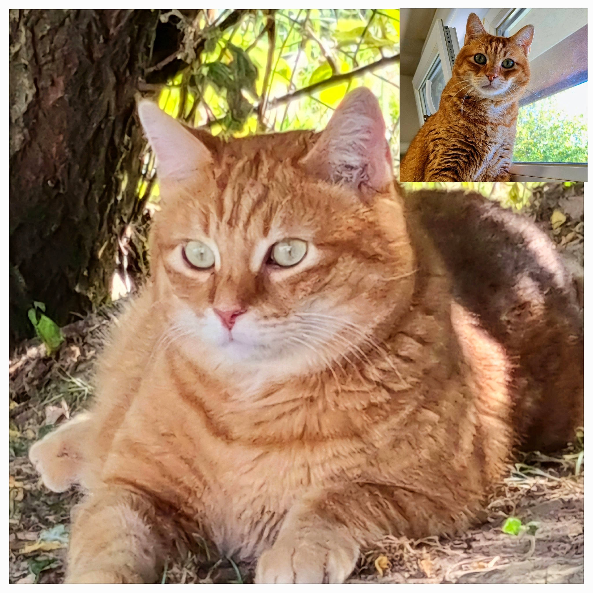 Crevette a rejoint le concours — aidez-le/la à gagner de superbes lots ! beauty, carnivore, cat, domestic_short_haired_cat, fawn, felidae, fur, grass, natural_landscape, photo_caption, plant, rectangle, small_to_medium_sized_cats, snout, tail, terrestrial_animal, tree, whiskers, wildlife, wood