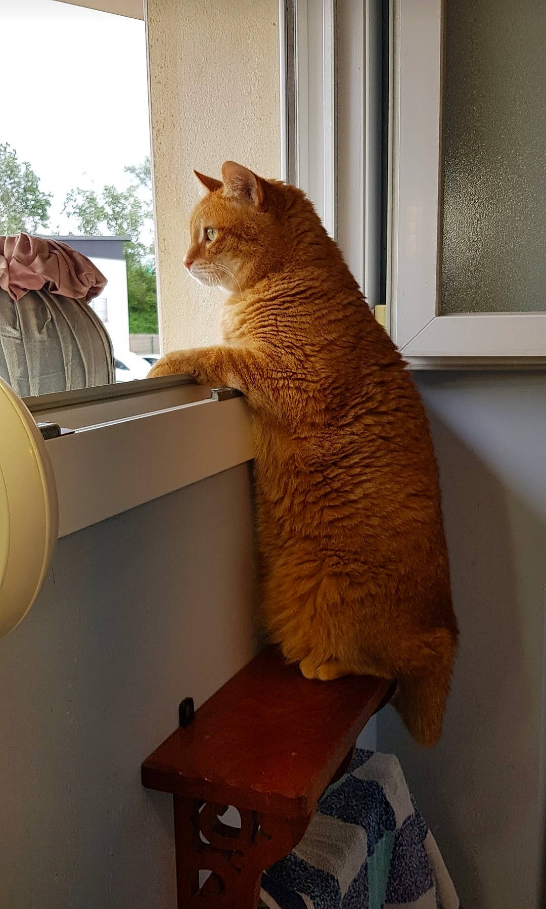 Crevette a rejoint le concours — aidez-le/la à gagner de superbes lots ! cardboard, carnivore, cat, cat_supply, comfort, domestic_short_haired_cat, fawn, felidae, flooring, fur, hardwood, room, small_to_medium_sized_cats, table, tail, whiskers, window, window_blind, window_covering, wood