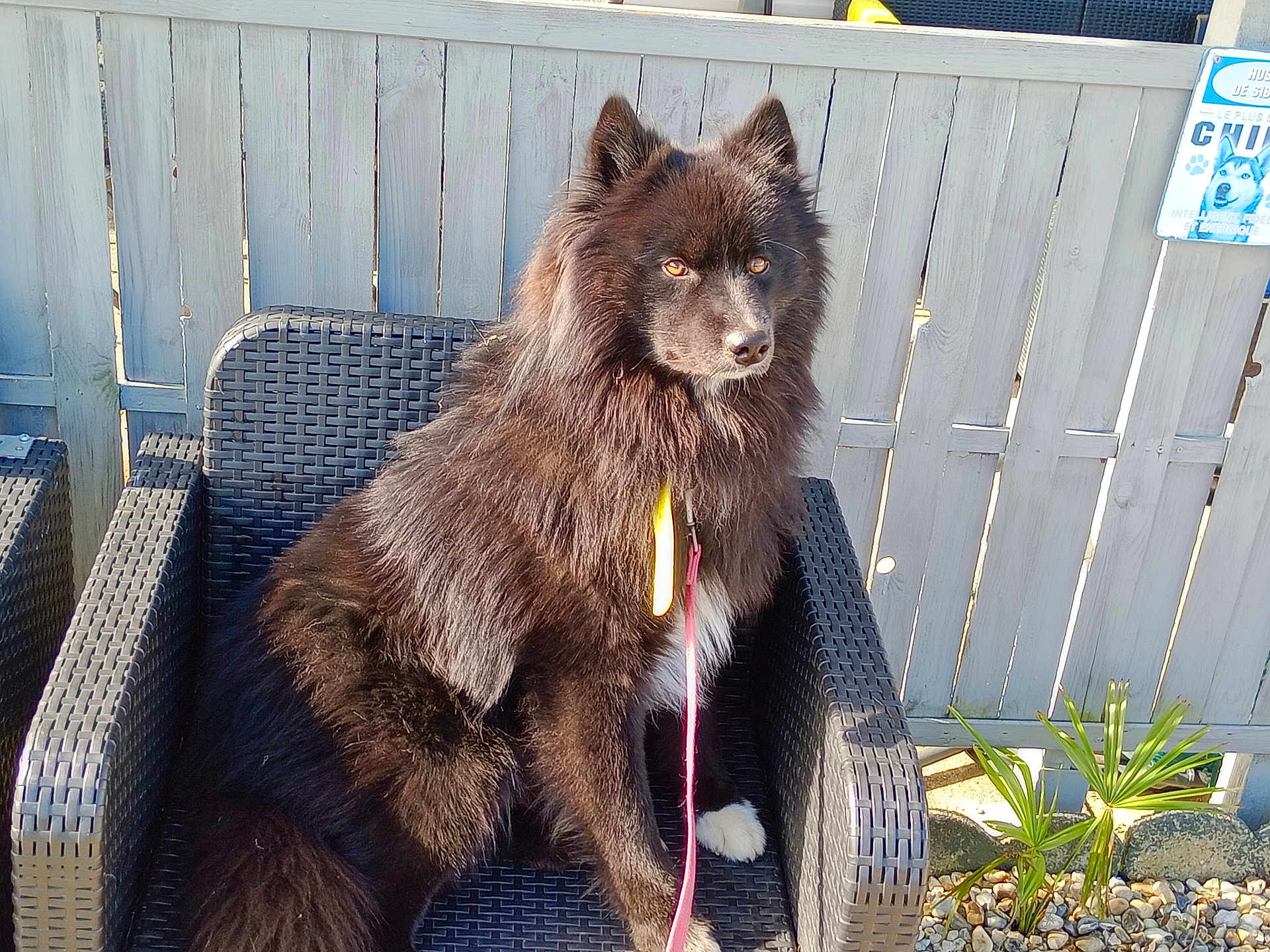 Pascale a rejoint le concours — aidez-le/la à gagner de superbes lots ! animal, black_dog, canine, chair, dog, domestic_animal, fence, fluffy, garden, leash, nature, outdoor, pet, plant, portrait, relaxed, rock, sitting, sunlight, wooden_fence