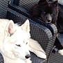 Pascale a rejoint le concours — aidez-le/la à gagner de superbes lots ! dog, white_dog, black_dog, outdoor, woven_chair, pet, animal, relaxing, fur, paw, resting, companion, canine, daylight, furniture, leisure, portrait, two_dogs, seat, friendship