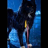 Pascale participe au concours pour gagner de l'argent avec cette photo : dog, black_dog, wet_fur, rain, night, leash, yellow_tag, pavement, reflection, animal, outdoor, moody, street, canine, alert, water_droplets, dark, fur, pet, standing