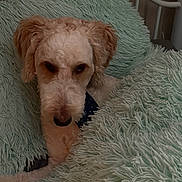 Theo is registered to the contest to win money with this photo: animal, blanket, brown_and_white, chair, cozy, cuddly, curly_hair, dog, eyes, floppy_ears, fluffy, home, indoor, lying_down, nose, pet, portrait, puppy, sleepy, snout