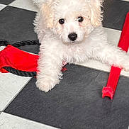 Willow a rejoint le concours — aidez-le/la à gagner de superbes lots ! puppy, dog, white, fluffy, cute, pet, toy, red, floor, checkered, indoor, playful, young, animal, small, fur, looking, lying, front_paws, curious