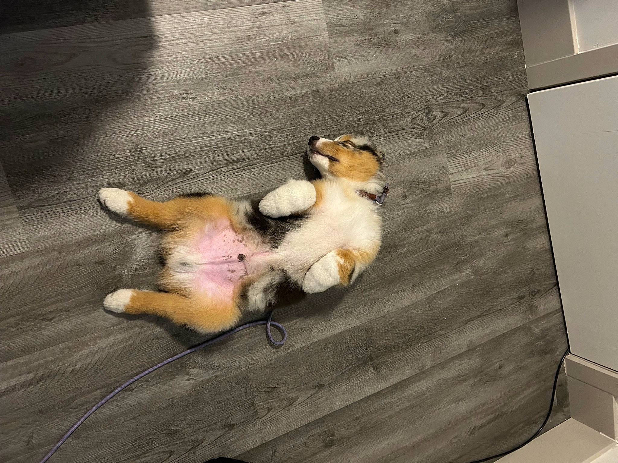 Atlas joined the competition — help win amazing prizes! asphalt, carnivore, companion_dog, dog, dog_breed, fawn, felidae, floor, flooring, fur, hardwood, paw, pomeranian, road_surface, small_to_medium_sized_cats, snout, tail, toy_dog, whiskers, wood