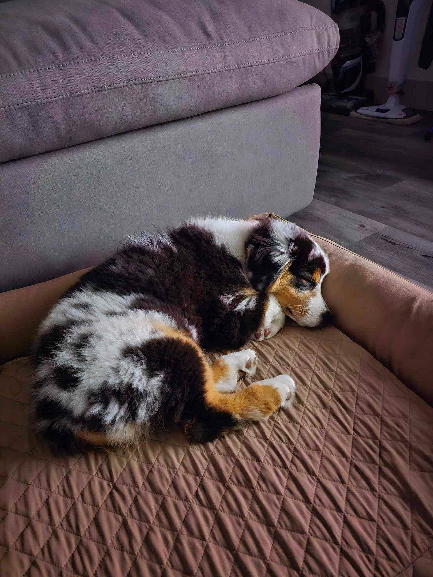 Atlas is registered to the contest to win money with this photo: canidae, carnivore, cat, comfort, companion_dog, couch, dog_breed, felidae, floor, flooring, fur, hardwood, living_room, sleeper_chair, small_to_medium_sized_cats, sporting_group, tail, terrestrial_animal, whiskers, wood