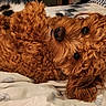 Loki joined the competition — help win amazing prizes! adorable, animal, bed, blanket, canine, close_up, companion, cozy, curly_fur, cute, dog, fluffy, fur, home, indoors, lying_down, pet, puppy, relaxed, resting