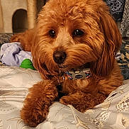 Loki joined the competition — help win amazing prizes! animal, bed, blanket, brown_fur, close_up, collar, companion, cozy, curly_fur, cute, dog, domestic_animal, fluffy, indoor, pet, portrait, relaxed, resting, seashell_pattern, soft_lighting
