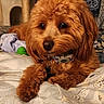 animal, bed, blanket, brown_fur, close_up, collar, companion, cozy, curly_fur, cute, dog, domestic_animal, fluffy, indoor, pet, portrait, relaxed, resting, seashell_pattern, soft_lighting