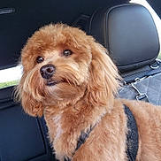 Loki joined the competition — help win amazing prizes! dog, pet, car, backseat, fur, brown, fluffy, cute, animal, canine, indoors, leash, harness, window, seat, headrest, portrait, companion, domestic, curious