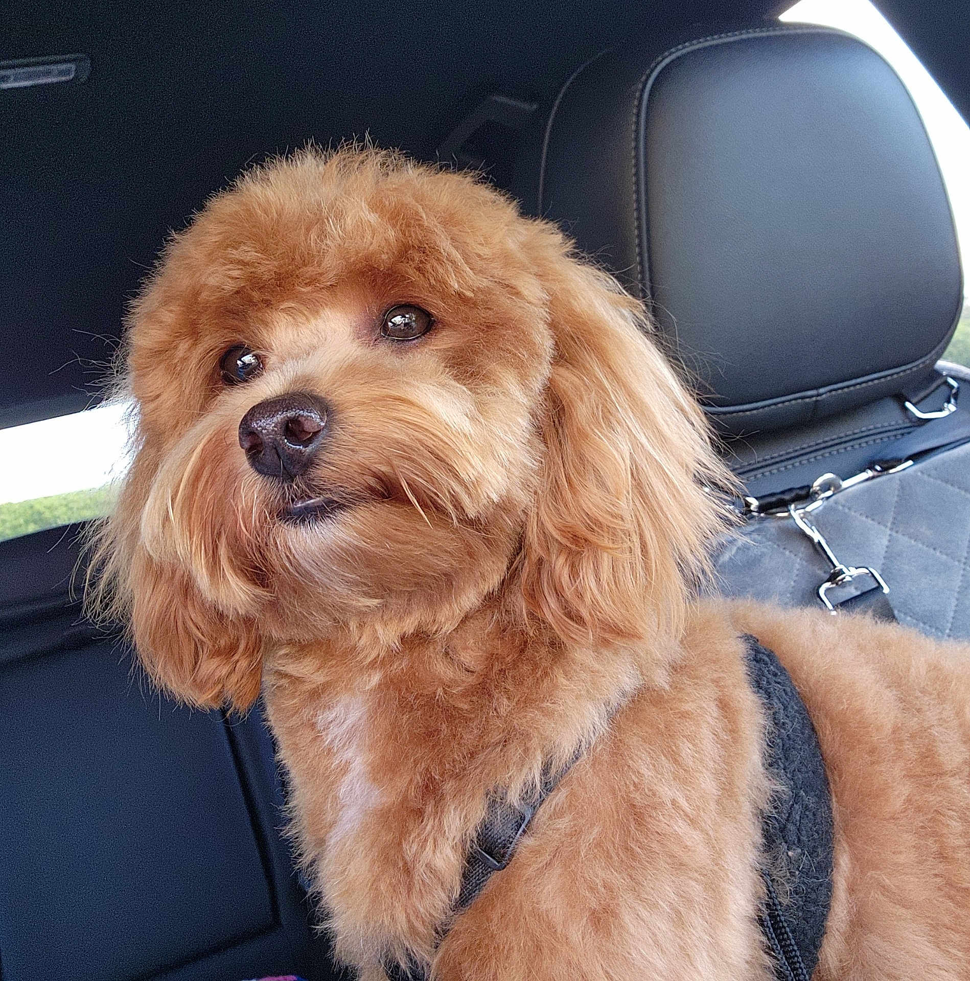 Loki joined the competition — help win amazing prizes! dog, pet, car, backseat, fur, brown, fluffy, cute, animal, canine, indoors, leash, harness, window, seat, headrest, portrait, companion, domestic, curious
