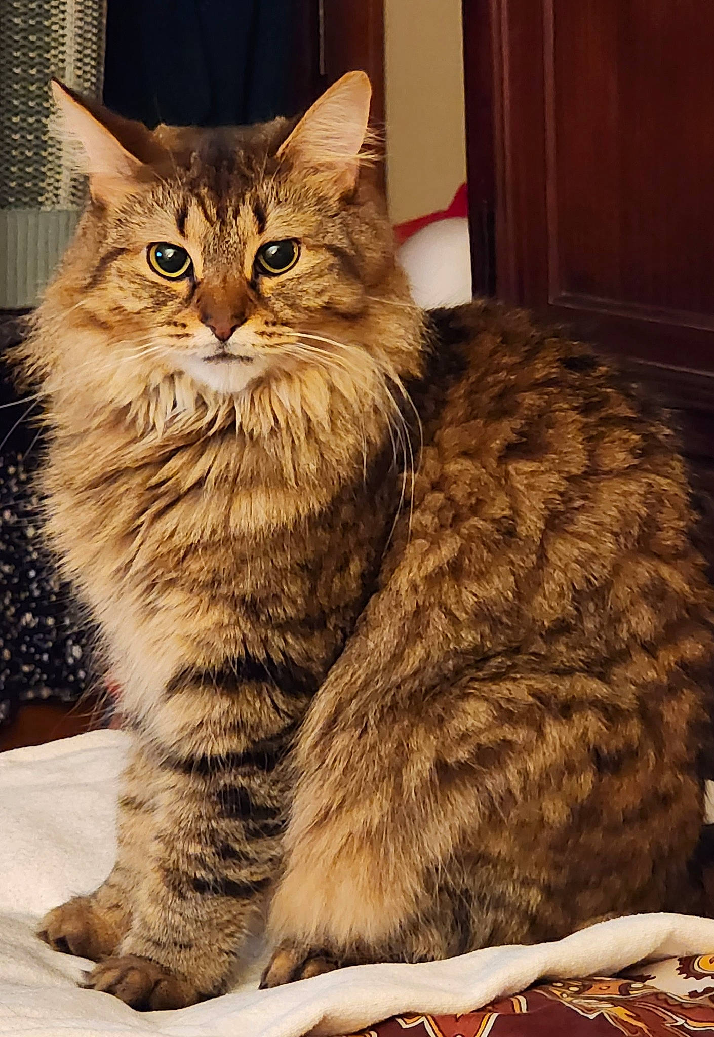 Ruby is registered to the contest to win money with this photo: carnivore, cat, claw, comfort, domestic_short_haired_cat, felidae, fur, maine_coon, paw, siberian, sitting, small_to_medium_sized_cats, snout, tail, terrestrial_animal, whiskers, wildlife, window, wood