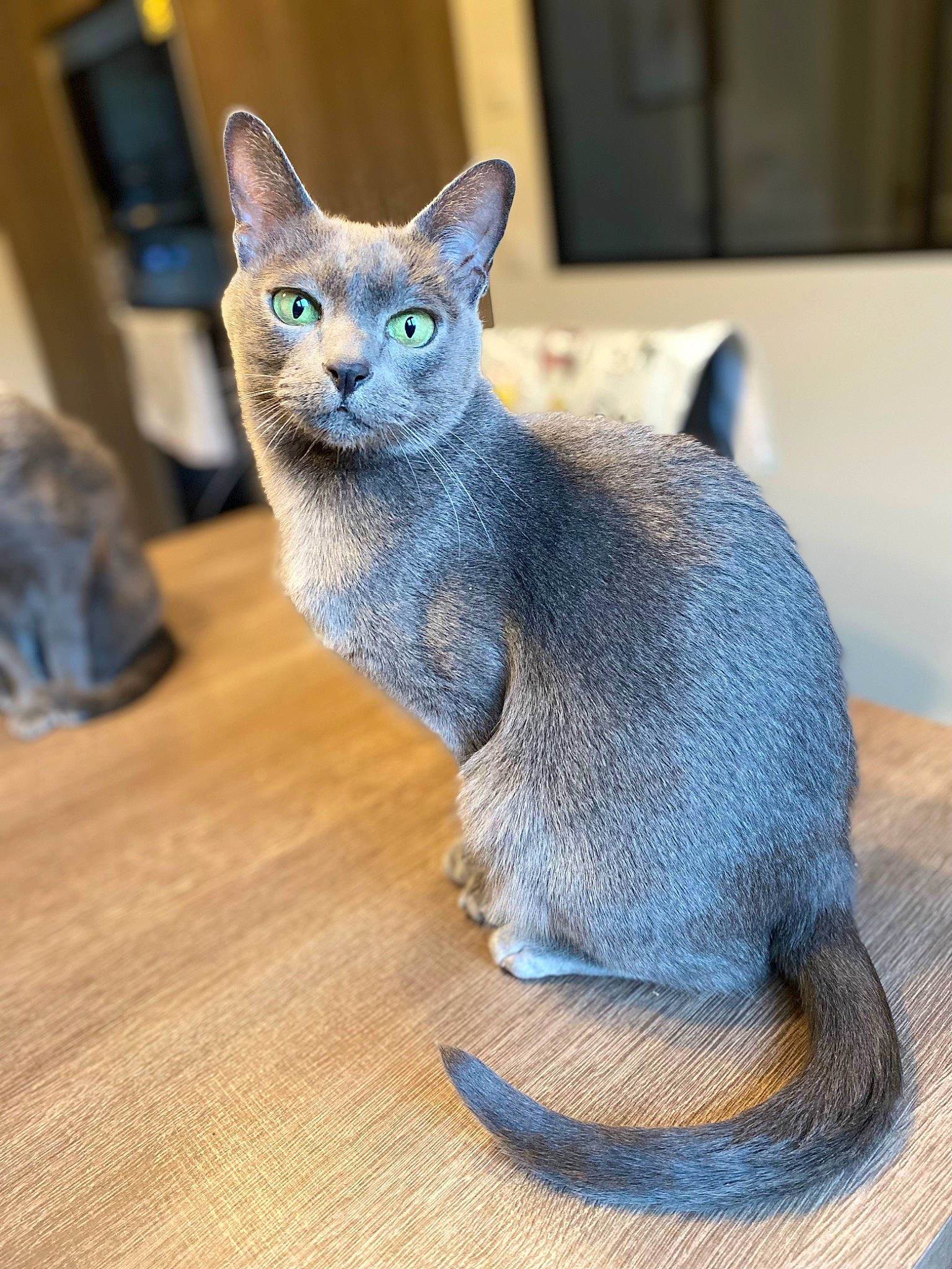 Naresuan a rejoint le concours — aidez-le/la à gagner de superbes lots ! carnivore, cat, claw, comfort, domestic_short_haired_cat, electric_blue, felidae, fur, grey, russian_blue, sitting, small_to_medium_sized_cats, snout, tail, terrestrial_animal, whiskers, window