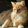 cat, ginger_cat, fluffy, feline, pet, animal, indoor, sunlight, relaxed, resting, closeup, portrait, whiskers, paw, fur, cute, domestic_cat, mammal, cozy, soft_light