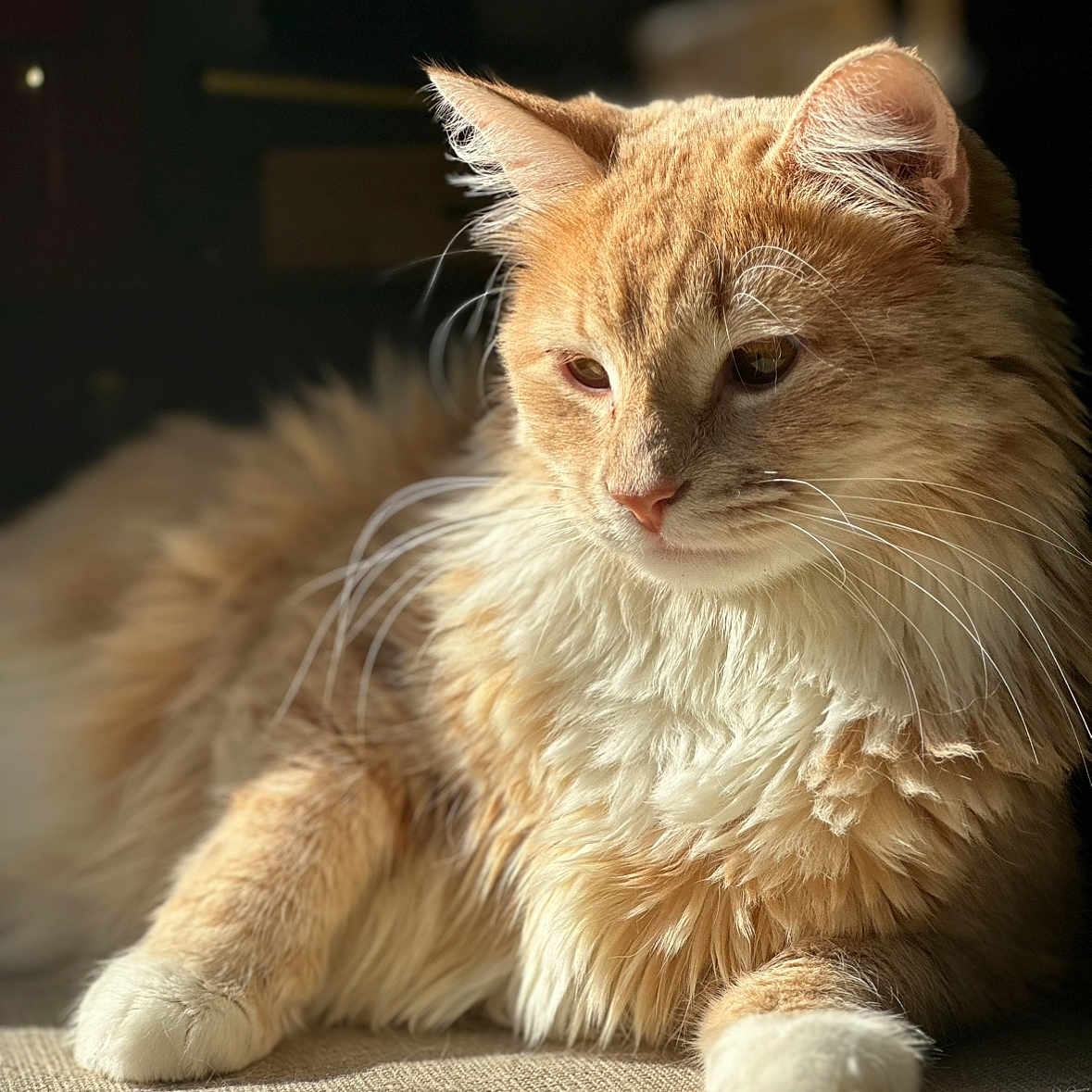 Cinnamon joined the competition — help win amazing prizes! cat, ginger_cat, fluffy, feline, pet, animal, indoor, sunlight, relaxed, resting, closeup, portrait, whiskers, paw, fur, cute, domestic_cat, mammal, cozy, soft_light