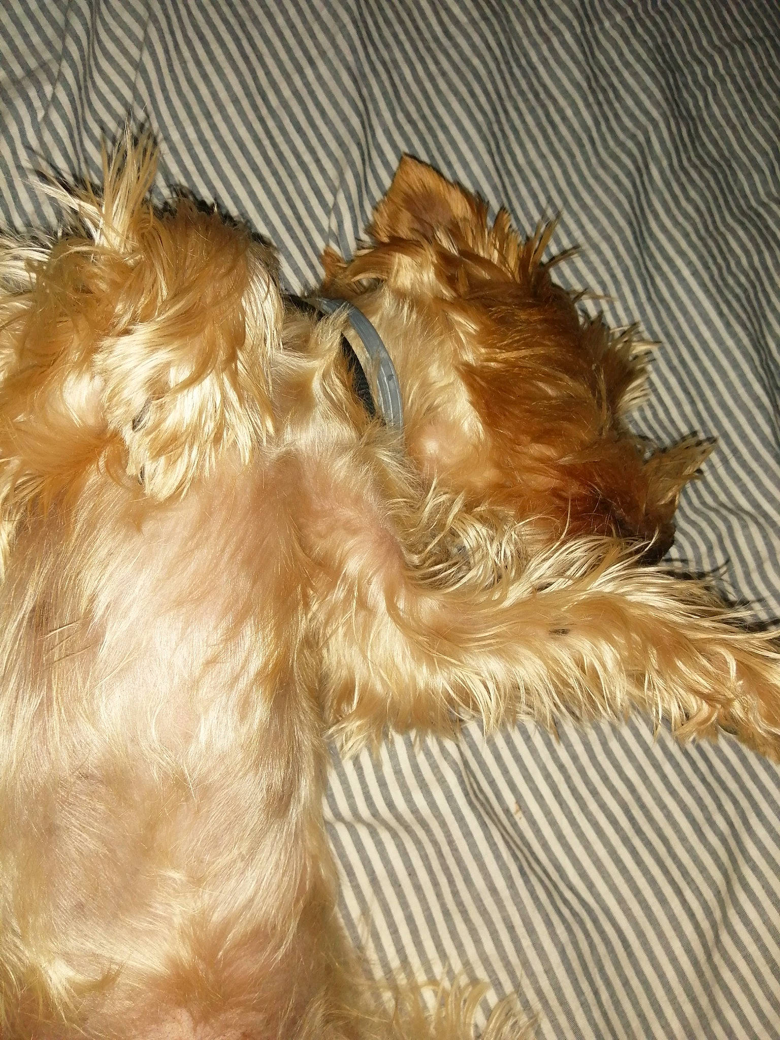 Arkos participe au concours pour gagner de l'argent avec cette photo : canidae, carnivore, companion_dog, dog, dog_breed, ear, fawn, feather, felidae, fur, liver, paw, small_to_medium_sized_cats, snout, sporting_group, tail, whiskers, wing, wood, working_animal