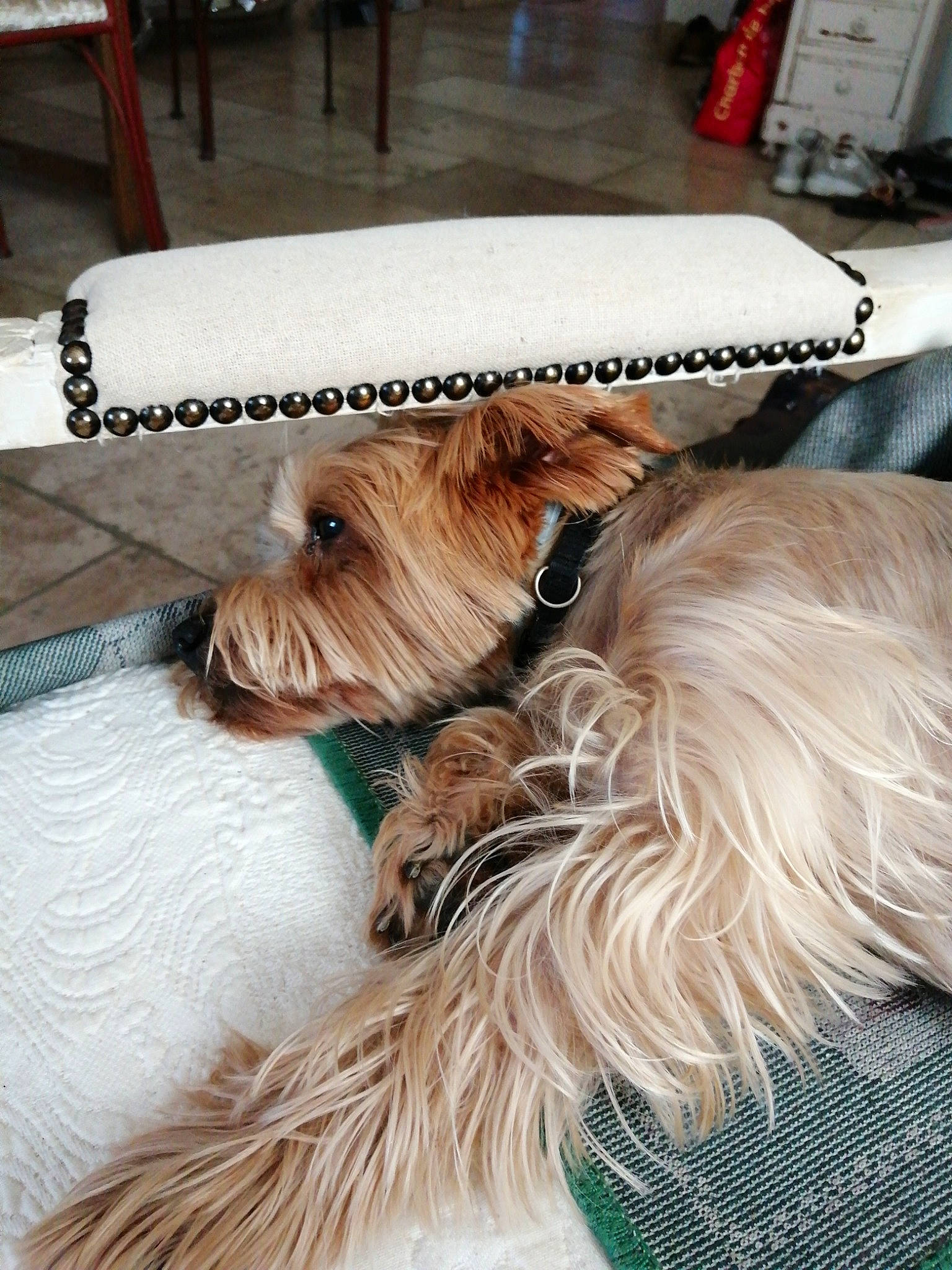 Arkos a rejoint le concours — aidez-le/la à gagner de superbes lots ! canidae, carnivore, collar, companion_dog, dog, dog_breed, dog_collar, dog_supply, fashion_accessory, fawn, fur, hat, lakeland_terrier, small_terrier, snout, sporting_group, standard_schnauzer, terrier, toy_dog, working_animal