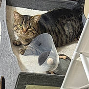 Nemo is registered to the contest to win money with this photo: animal, cat, cozy, ears, fabric_cubby, feline, furniture, green_eyes, home, indoor, pet, pet_bed, portrait, protective_collar, recovery_cone, striped_fur, tabby_cat, tail, toy, whiskers