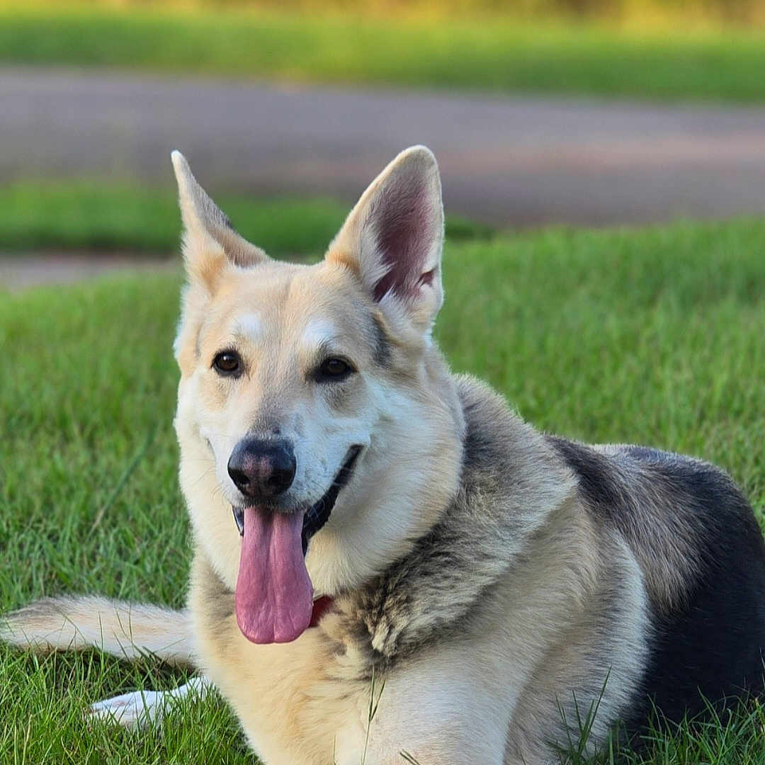 Bud Man is registered to the contest to win money with this photo: accessories, animal, bodypart, canine, dog, field, germanshepherd, grass, grassland, husky, lawn, mouth, nature, outdoors, person, pet, plant, puppy, tongue, whitedog