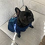 Coco is registered to the contest to win money with this photo: dog, french_bulldog, pet, black_dog, shirt, clothing, indoor, couch, furniture, canine, animal, looking_up, eyes, ears, paw, light, shadow, texture, floor, home