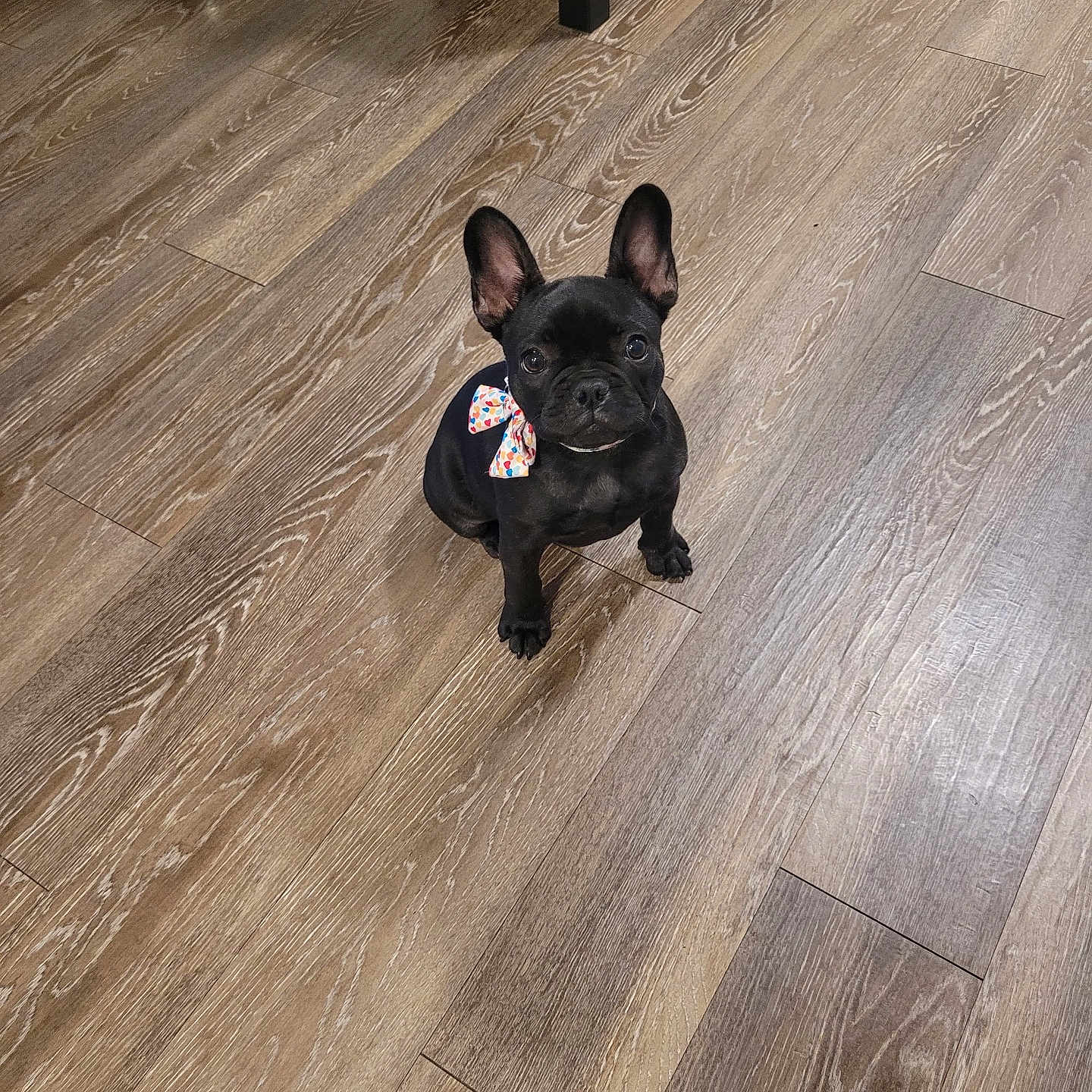 Coco joined the competition — help win amazing prizes! animal, black_dog, bow, companion, curious, cute, dog, dog_bowls, domestic, ears, floor, french_bulldog, indoor, looking_up, pet, puppy, sitting, small_dog, table_leg, wooden_floor