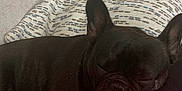 Coco joined the competition — help win amazing prizes! dog, french_bulldog, sleeping, black_dog, couch, pillow, blanket, indoor, resting, pet, cozy, fur, ears, snout, domestic_animal, companion, relaxation, home, animal, cute