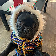 Coco joined the competition — help win amazing prizes! dog, black_dog, hooded_sweater, colorful_clothing, pet, indoor, floor, table, wood_floor, close_up, cute, looking_up, fur, animal, paw, warm_clothing, cozy, portrait, companion, friendly