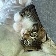 Belle a rejoint le concours — aidez-le/la à gagner de superbes lots ! abyssinian, animal, bed, blanket, cat, chair, couch, cushion, furniture, homedecor, kitten, linen, manx, person, pet, siamese, sleeping